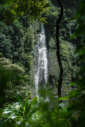 A serene waterfall surrounded by lush greenery in the Sul Fluminense region