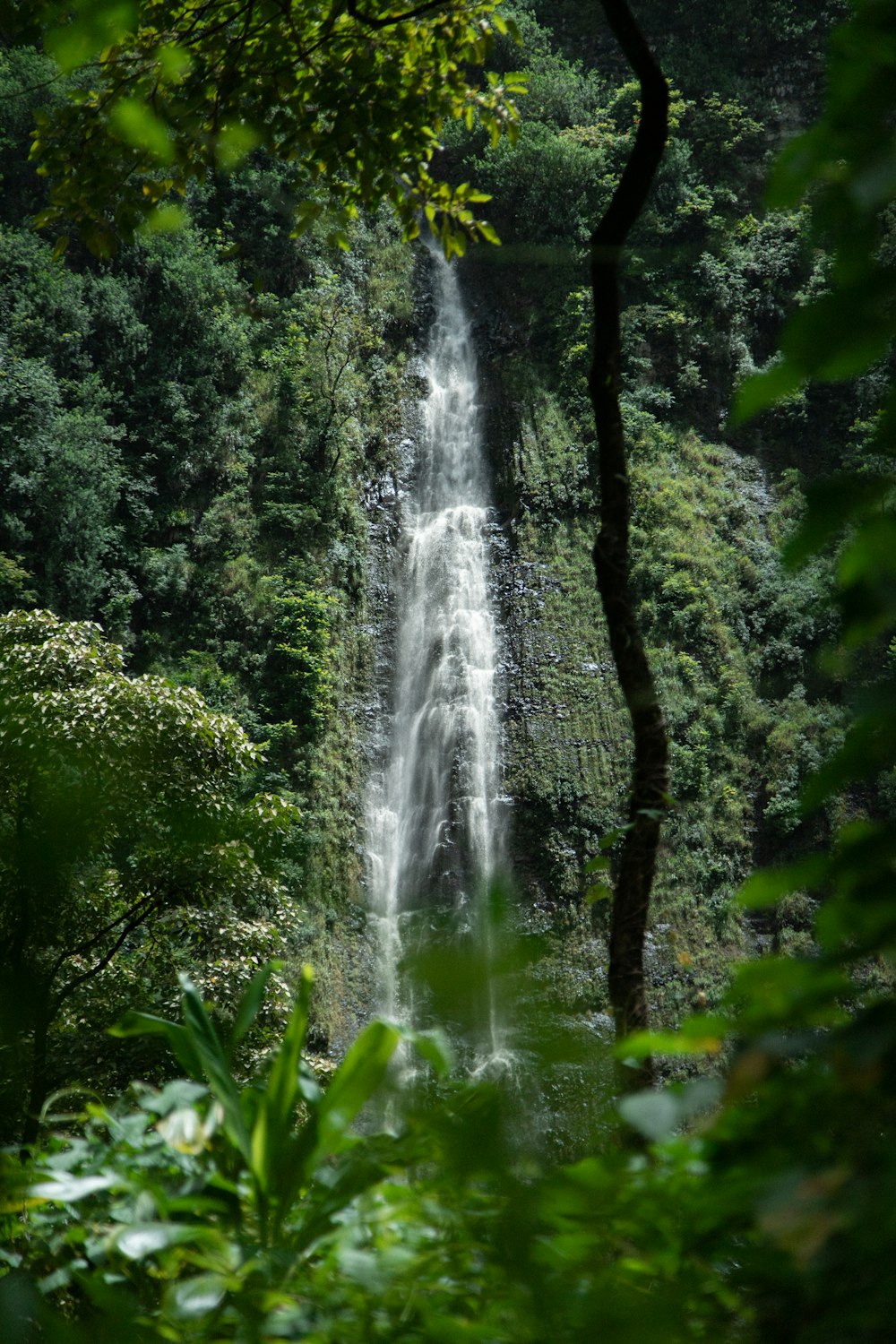 waterfalls near trees during daytime