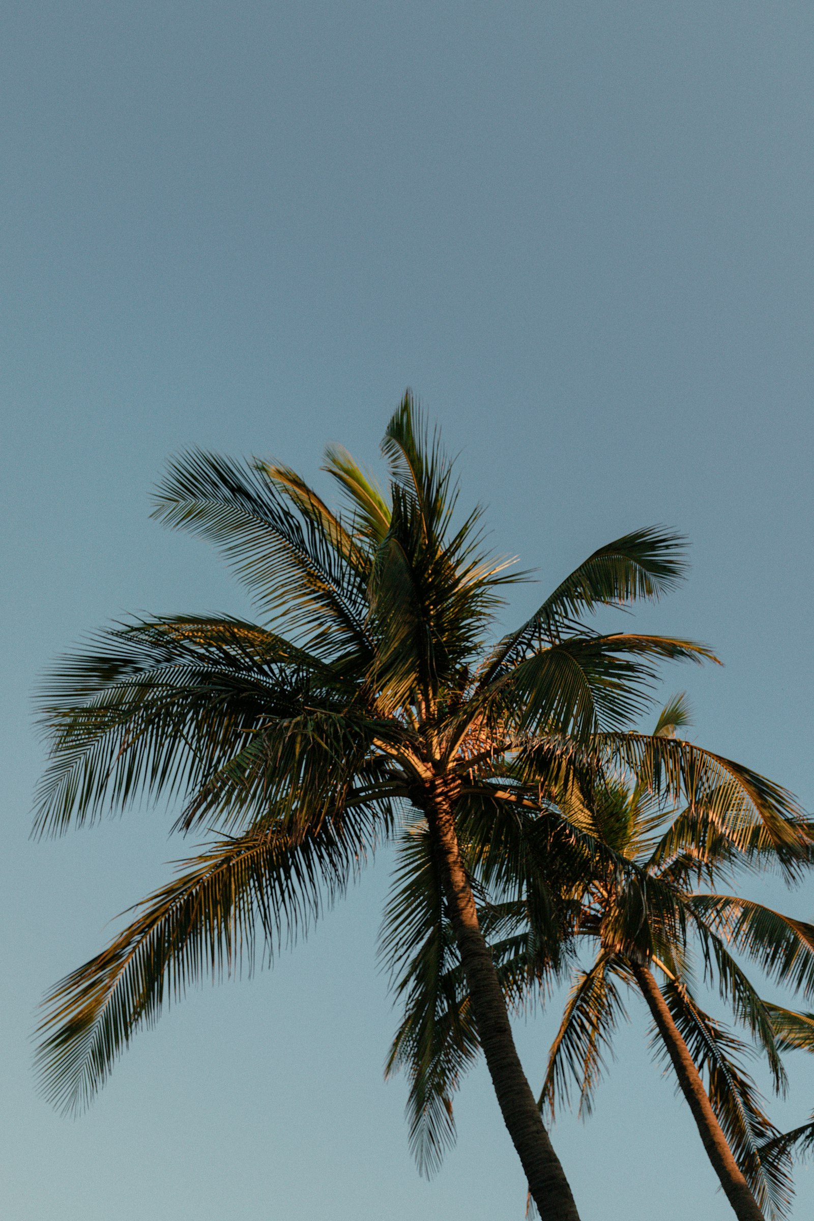 Canon EOS 6D Mark II + Canon EF 16-35mm F4L IS USM sample photo. Tall coconut tree photography