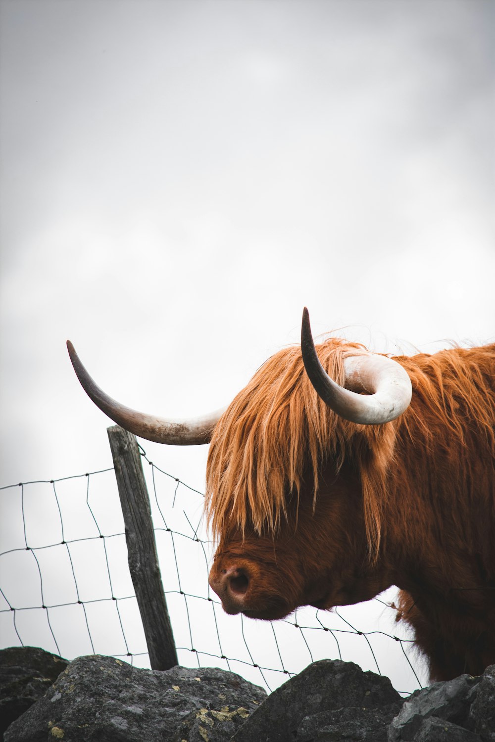 brown bull on focus photography