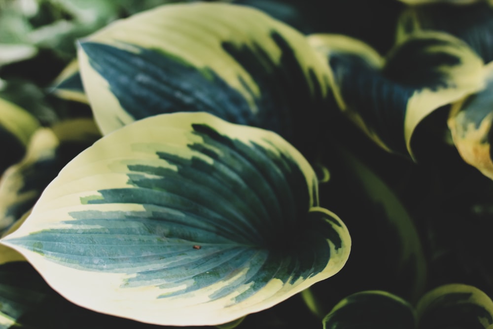 plante blanche et verte