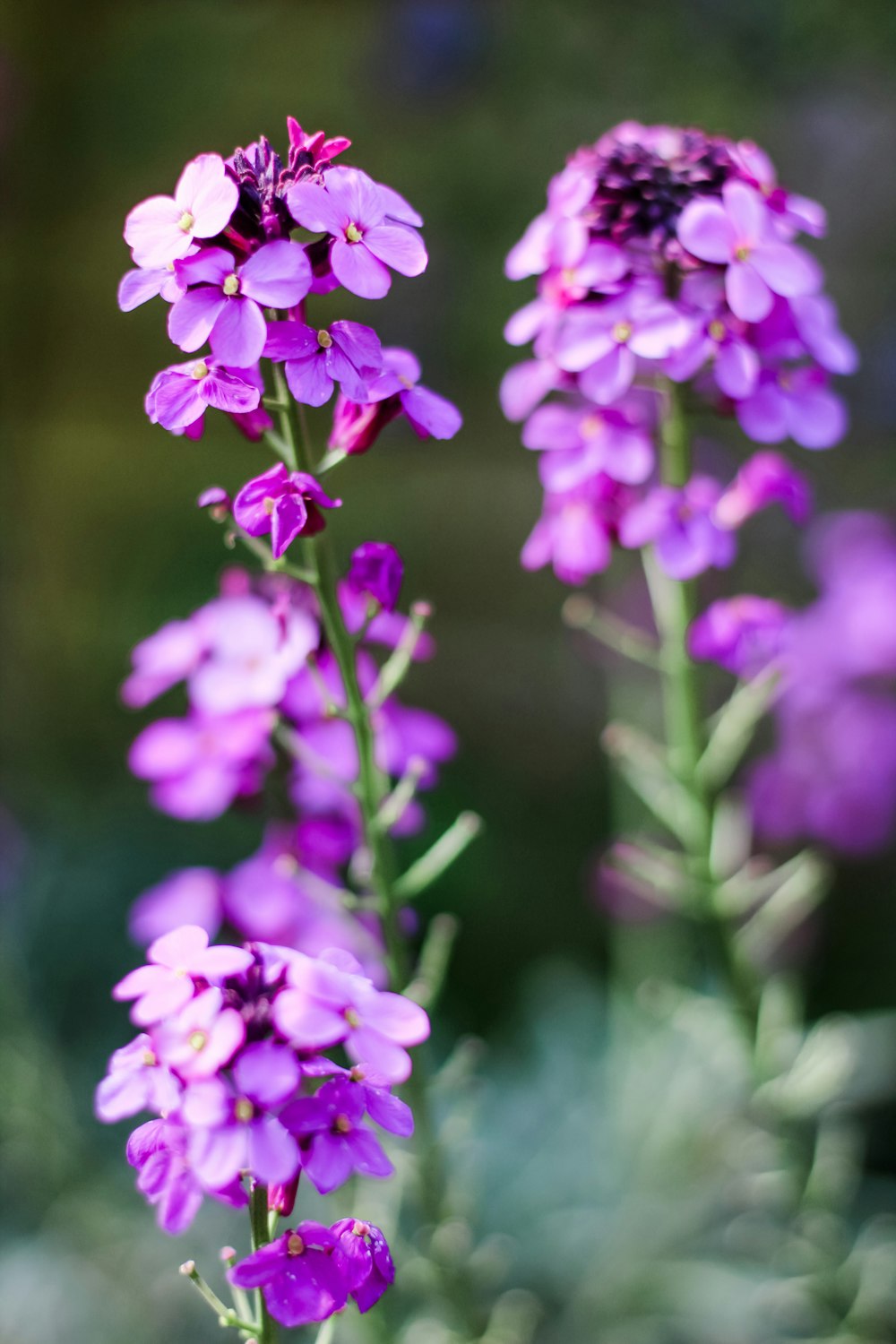 purple petaled flowers close-up photography