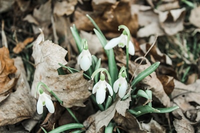 white petaled flower emerging teams background