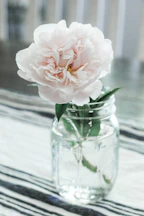 white-petaled flower on vase