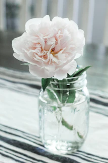 white-petaled flower on vase