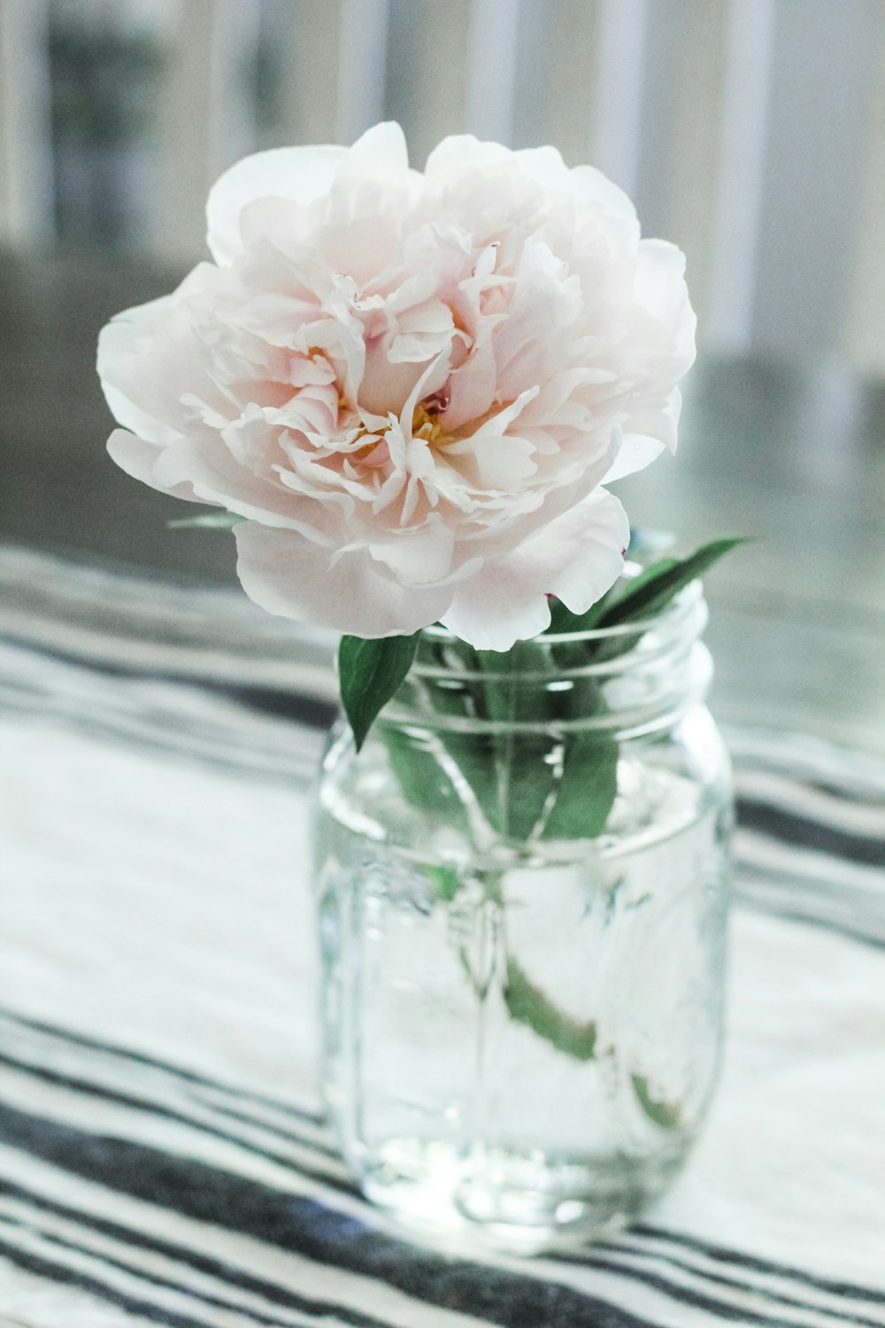 white-petaled flower on vase