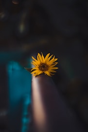closeup photo of yellow sunflower