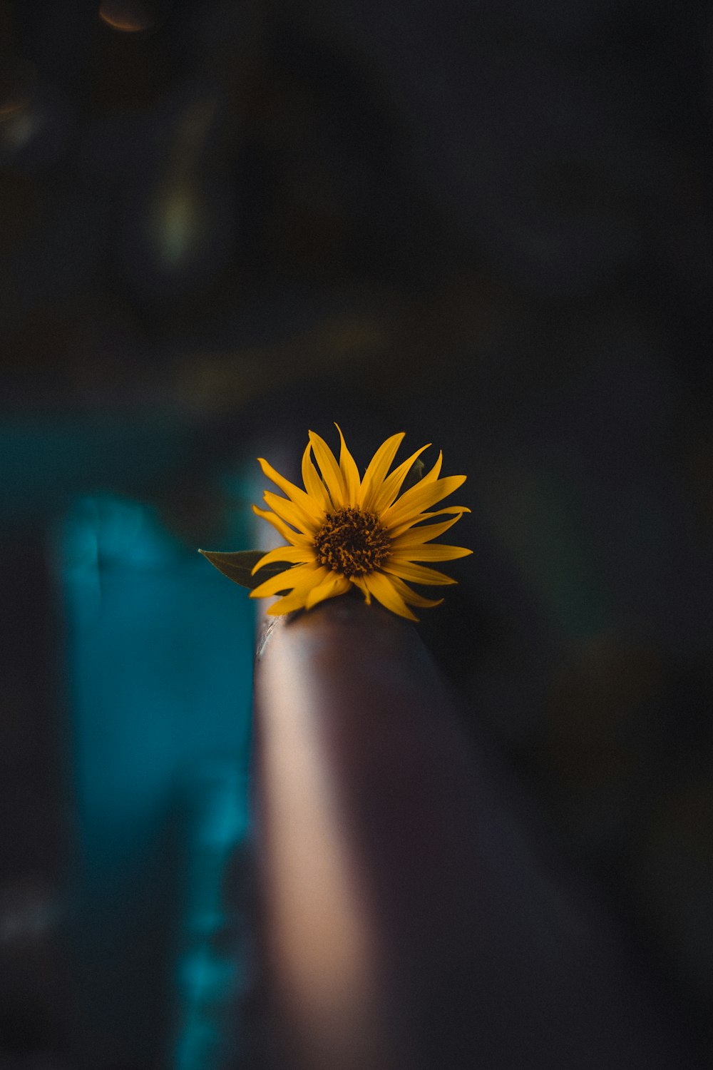 closeup photo of yellow sunflower