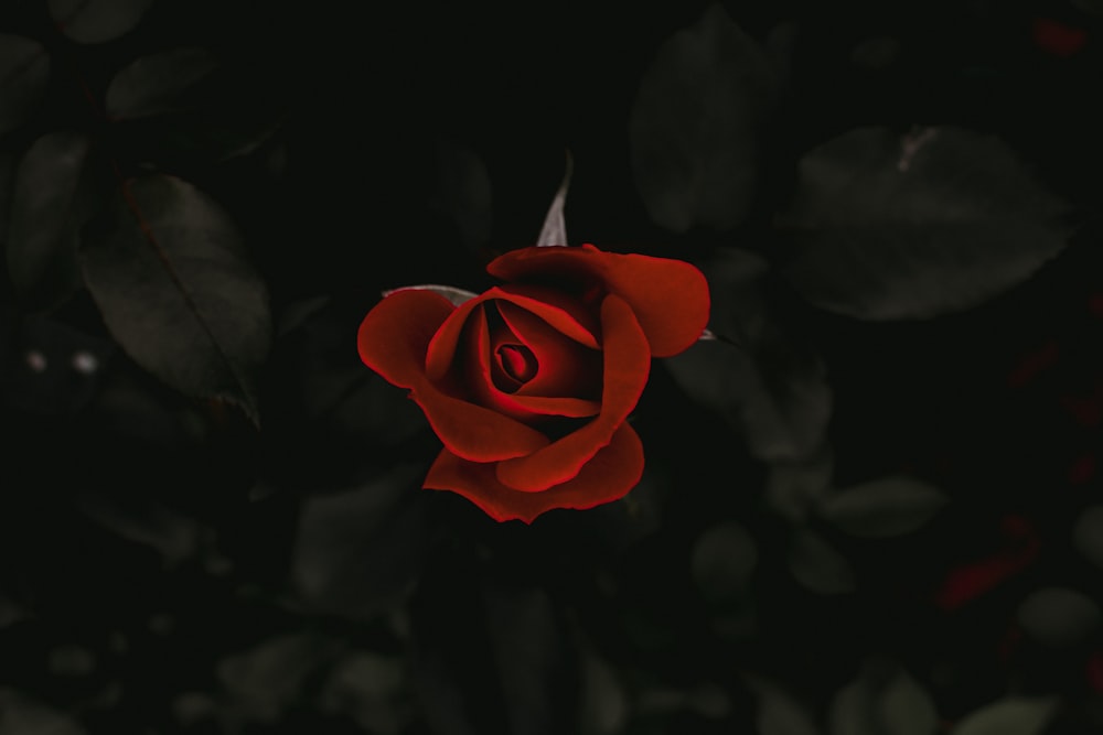 red rose