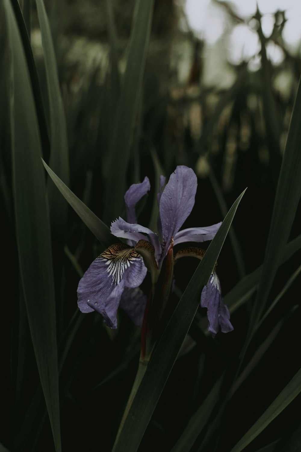 purple-petaled flower