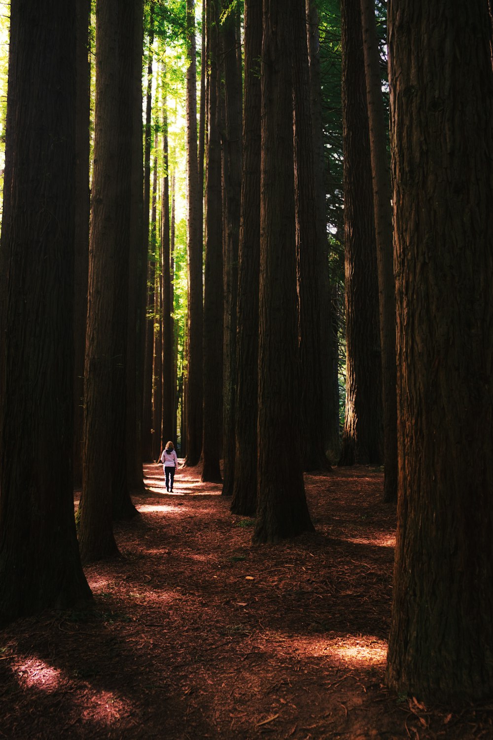 woman standing on forest