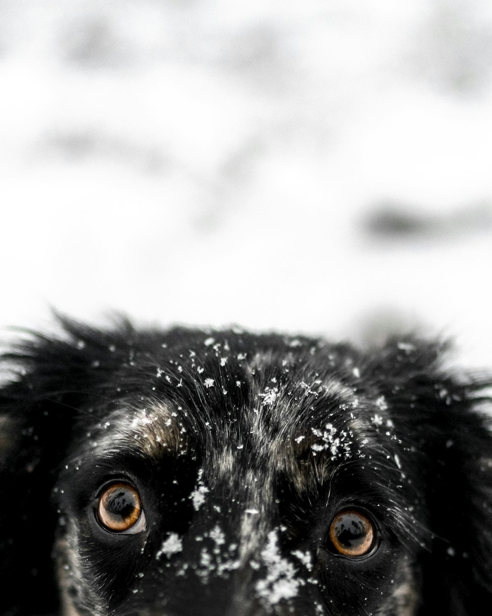 short-coated black dog close-up photography