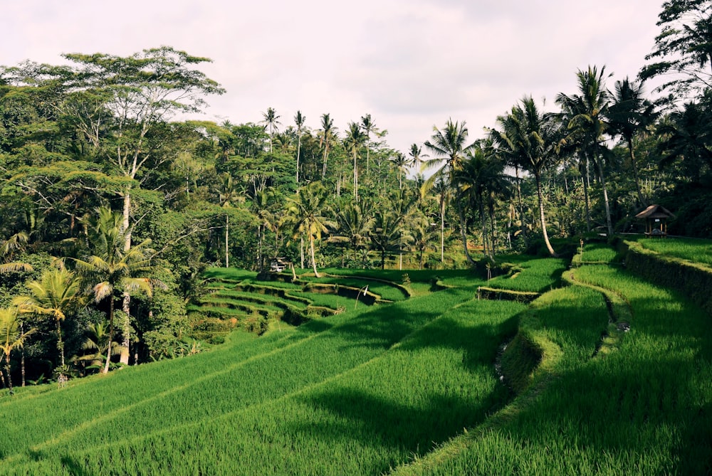 green rice field