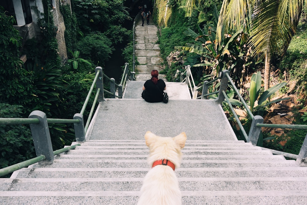short-coated fawn dog on stairs