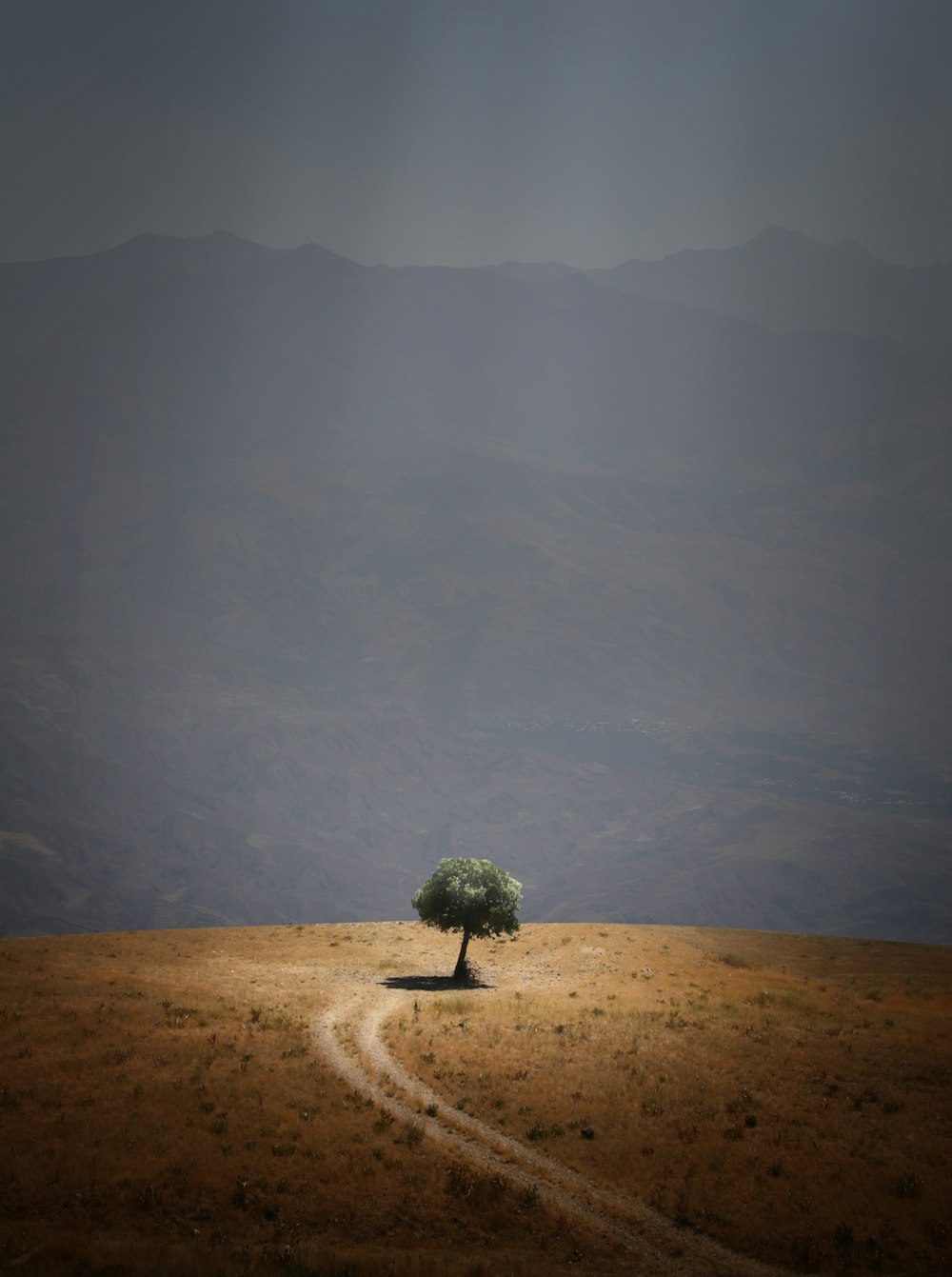 Árbol cerca del camino