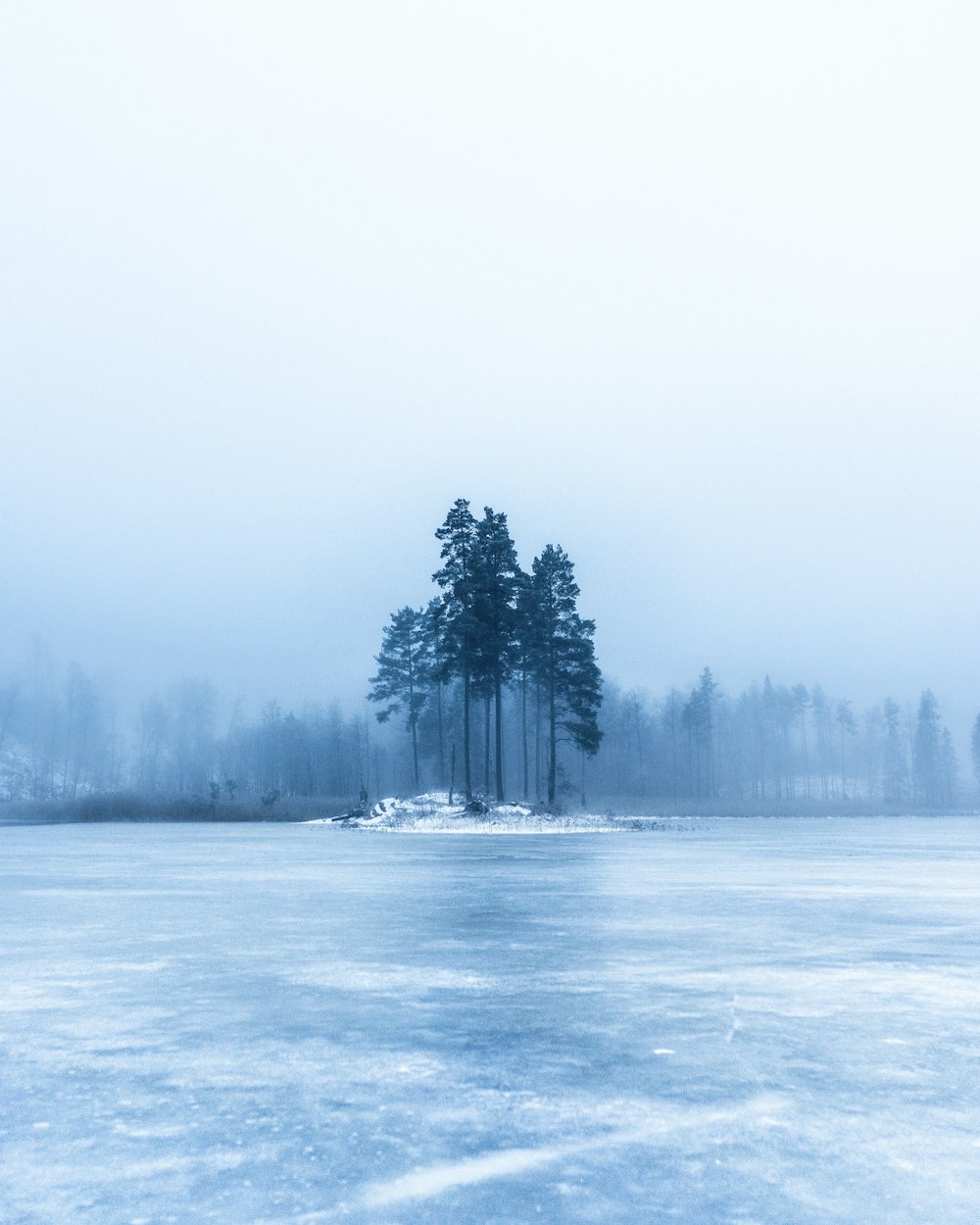 photo of green trees