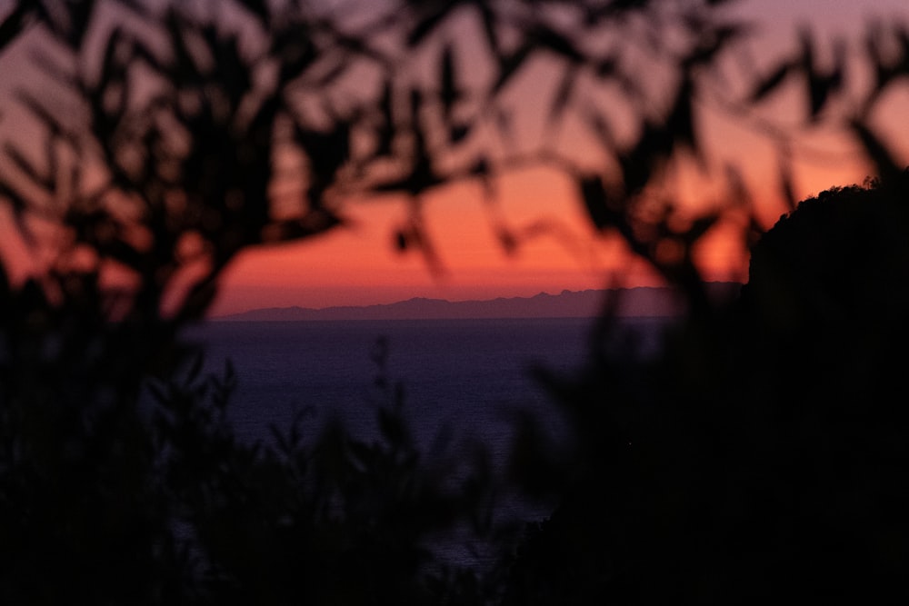 silhouette of bushes during golden hour