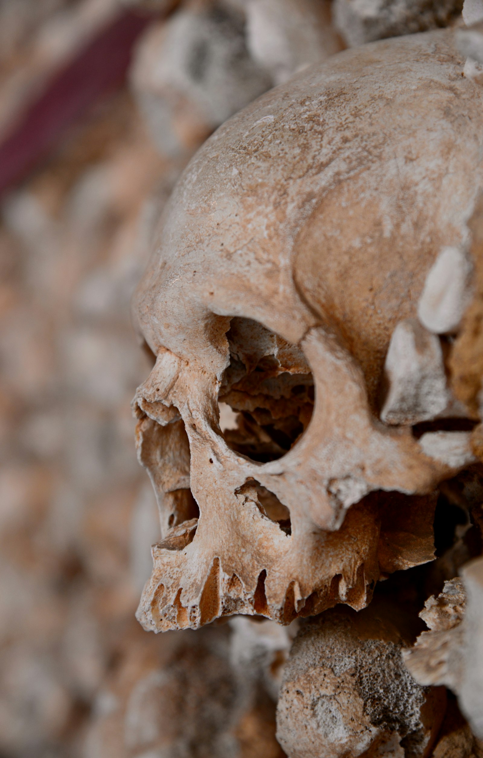 Nikon D610 + Nikon AF-S Nikkor 24-120mm F4G ED VR sample photo. Human skull photography