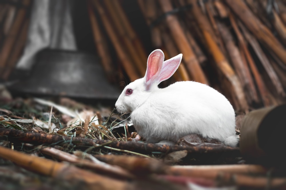 Photographie en gros plan de lapin blanc