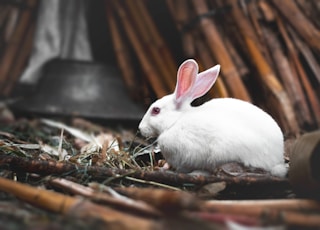 white bunny close-up photography