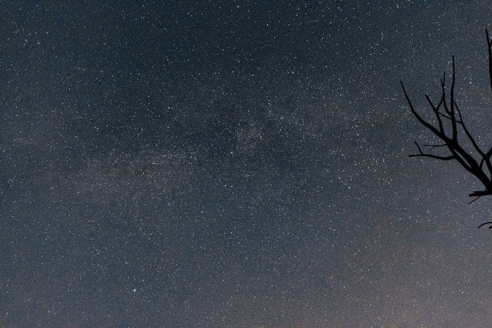 withered tree under starry sky