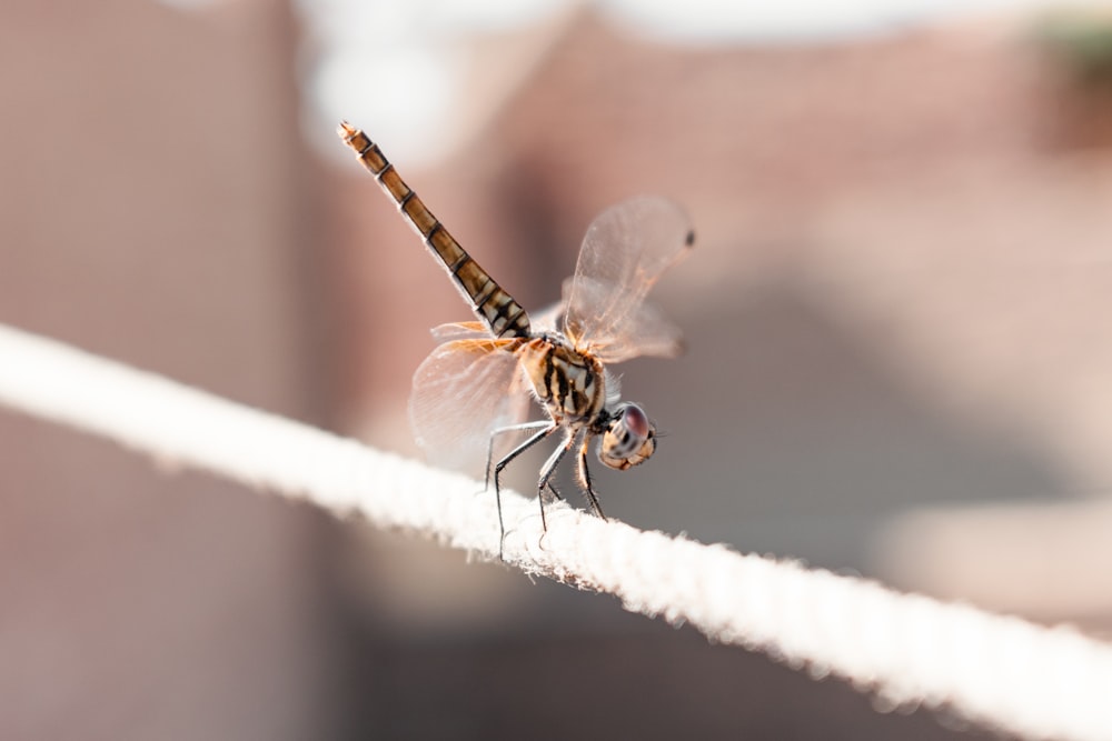 brown dragonfly