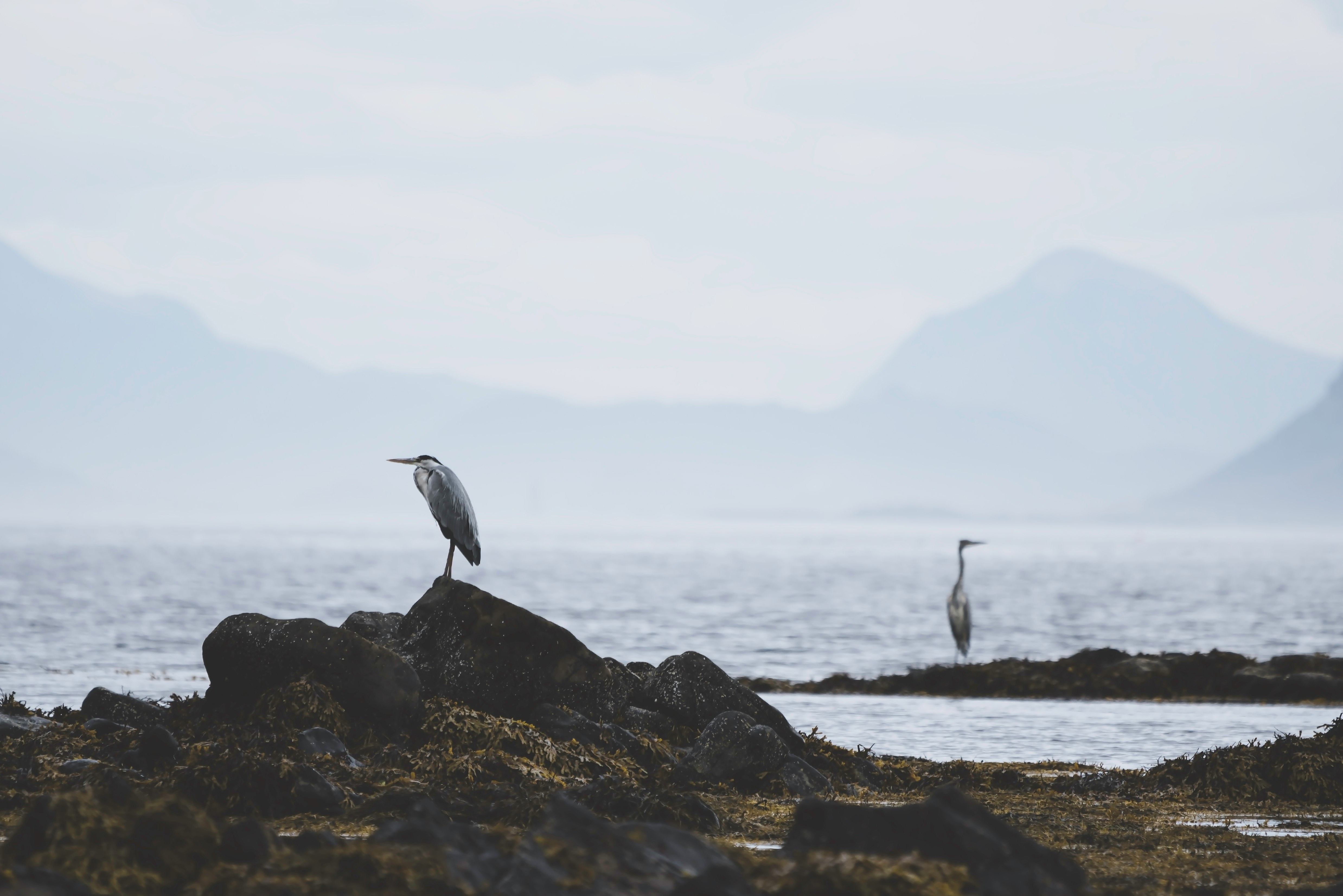 seagull on cliffs by body of water