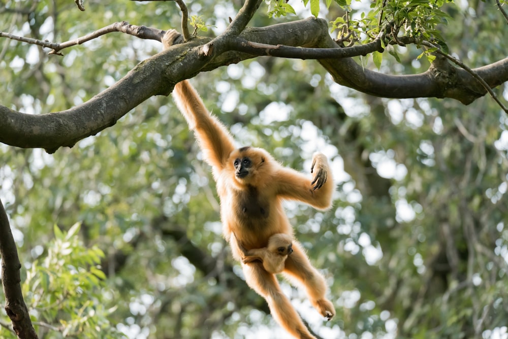 Macaco com filhote pendurado na árvore