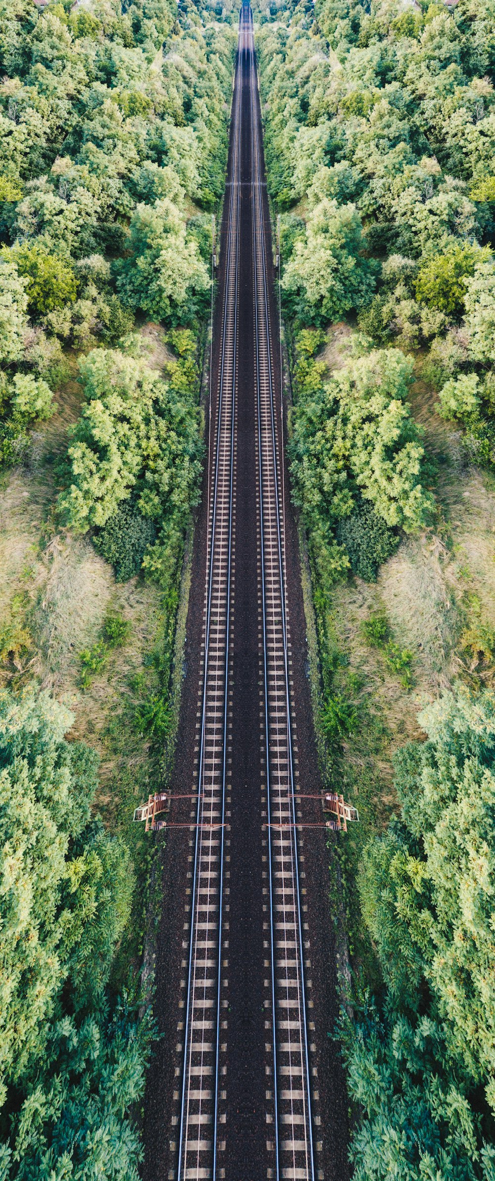 日中の樹木付近の鉄道