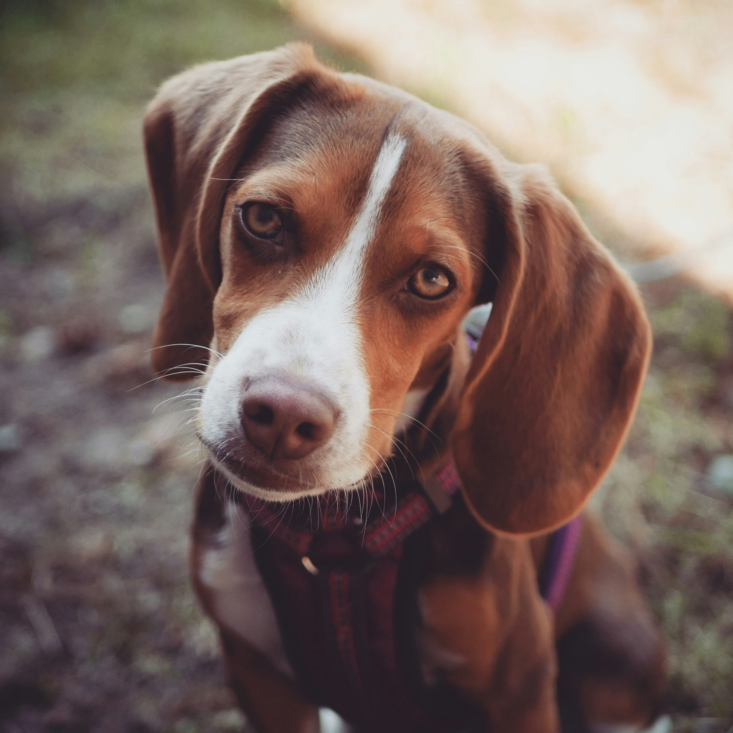Young beagle puppy with floppy ears exploring outdoors