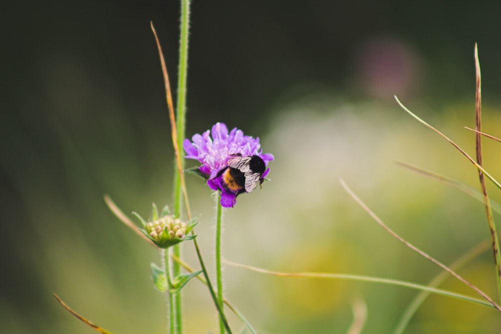 abeja en fotografía de primer plano de flor púrpura
