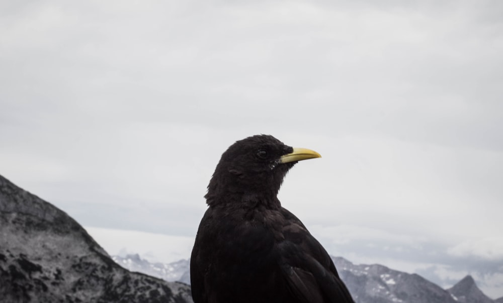 Cuervo Negro