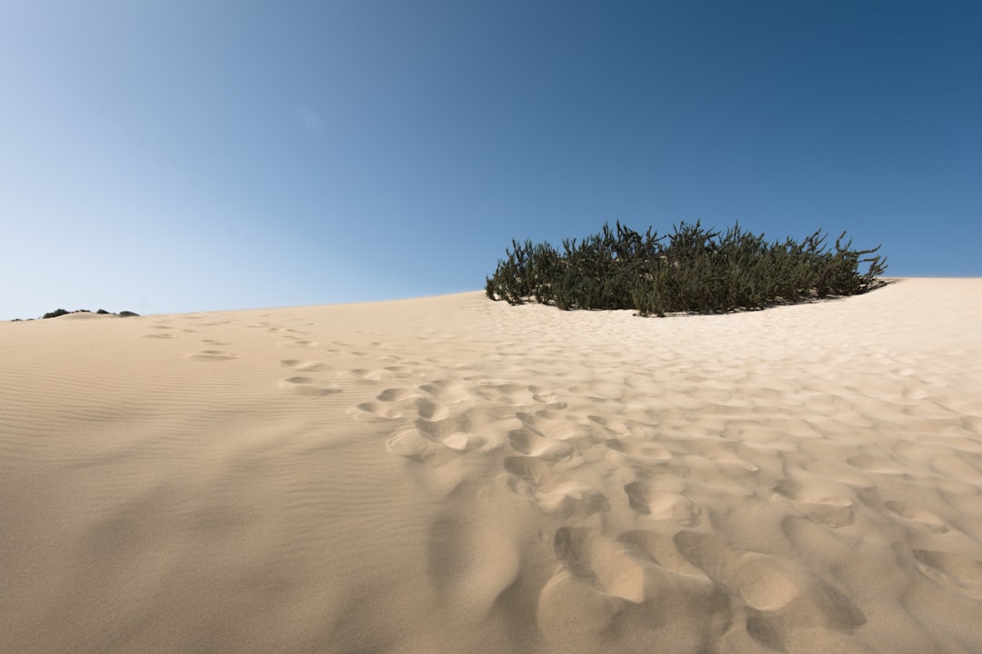 green plants in desert