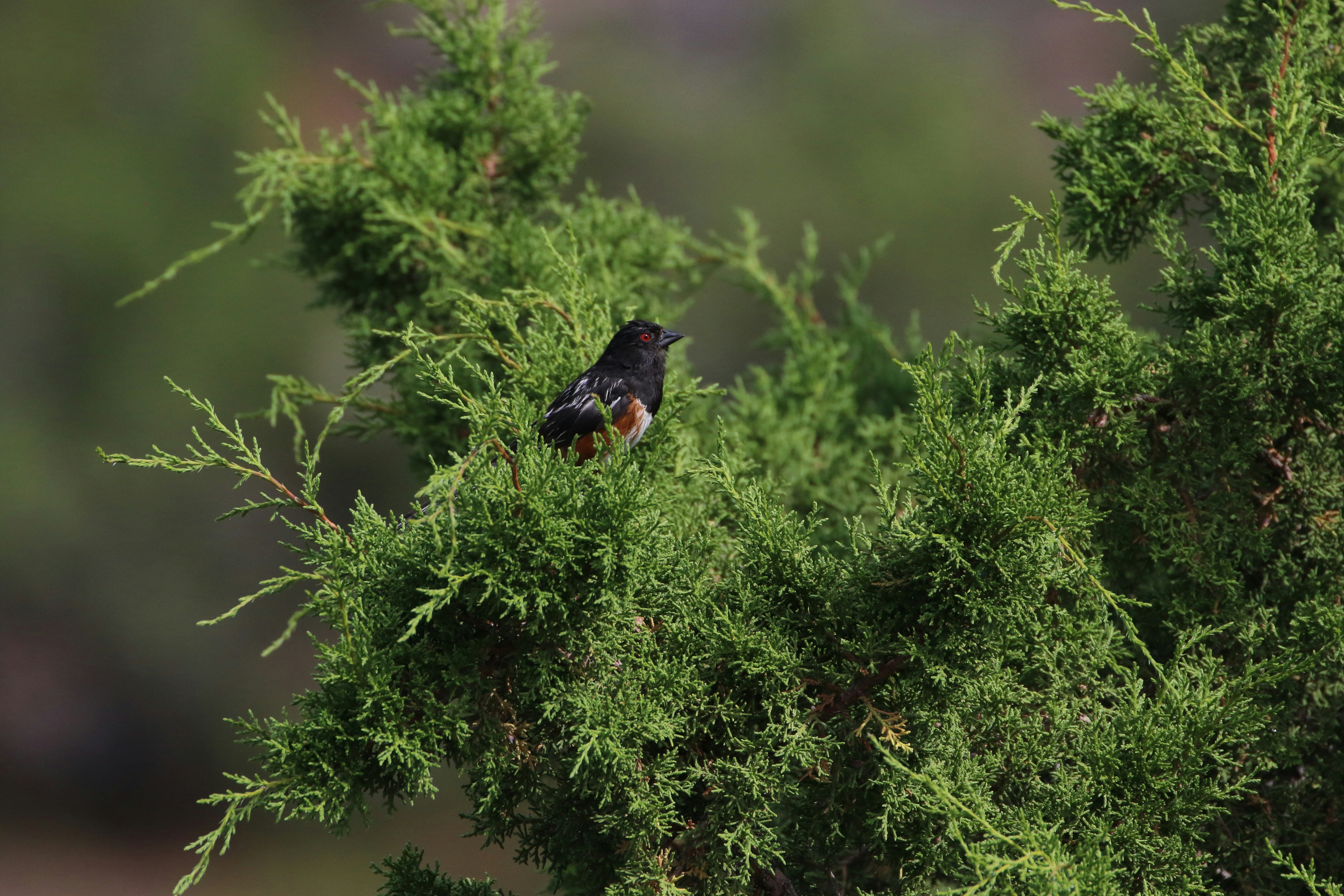 oiseau noir dans une plante verte photographie en gros plan