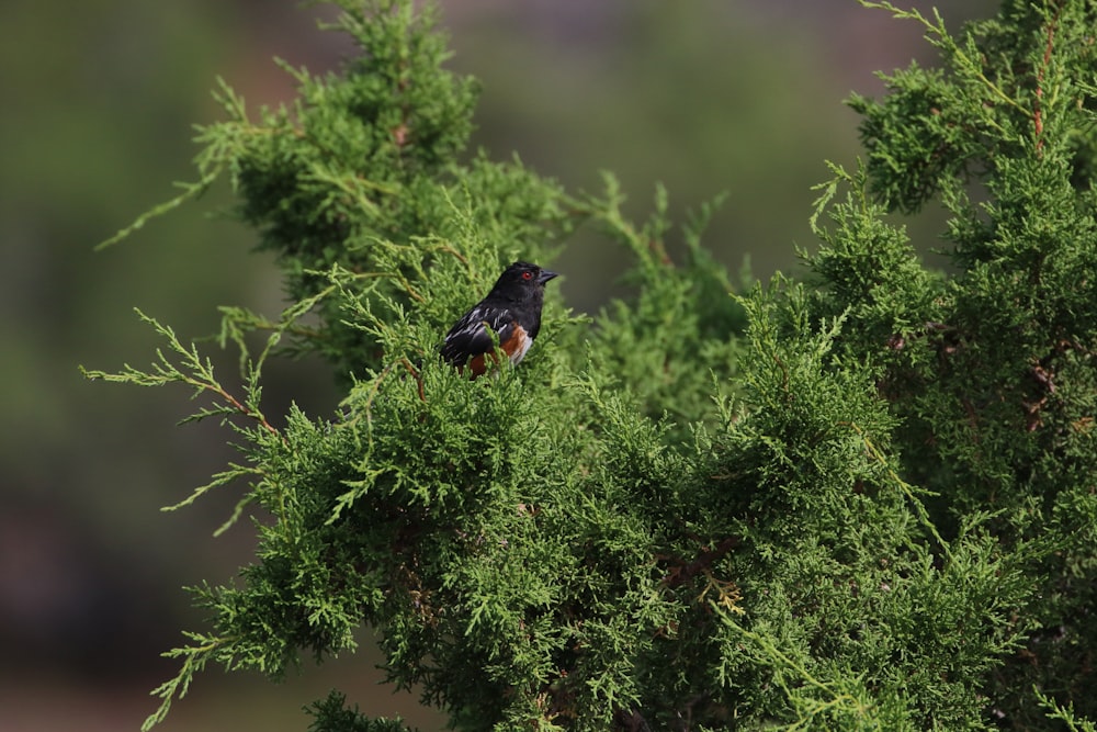 black bird in a green plant close-up photography