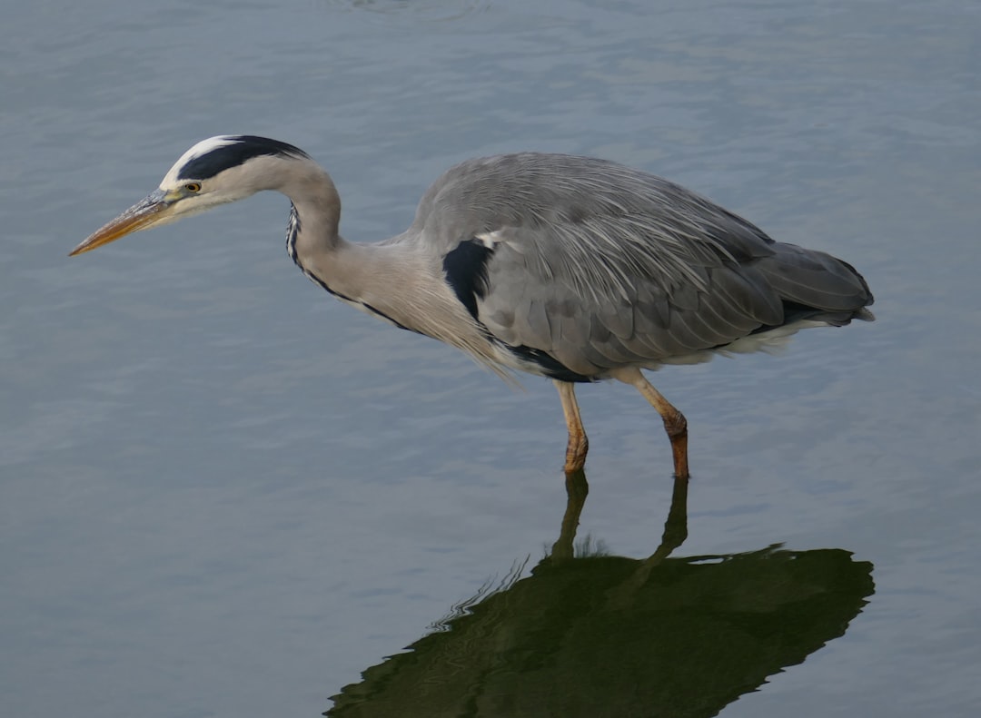 gray, black, and white crane bird on body of water