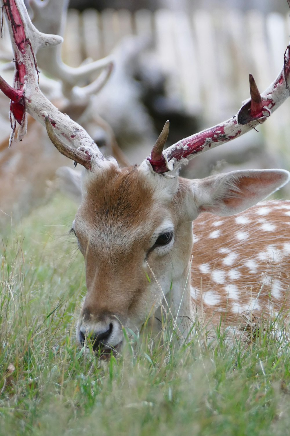 brown deer