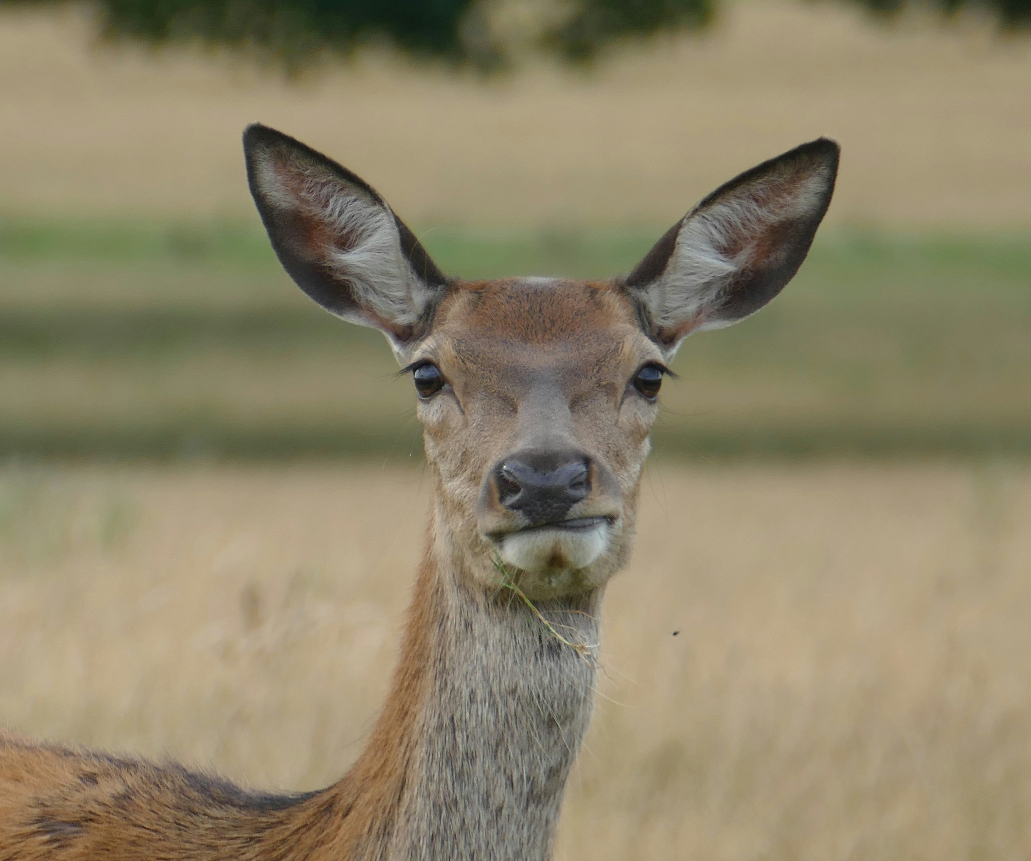 portrait of brown deer