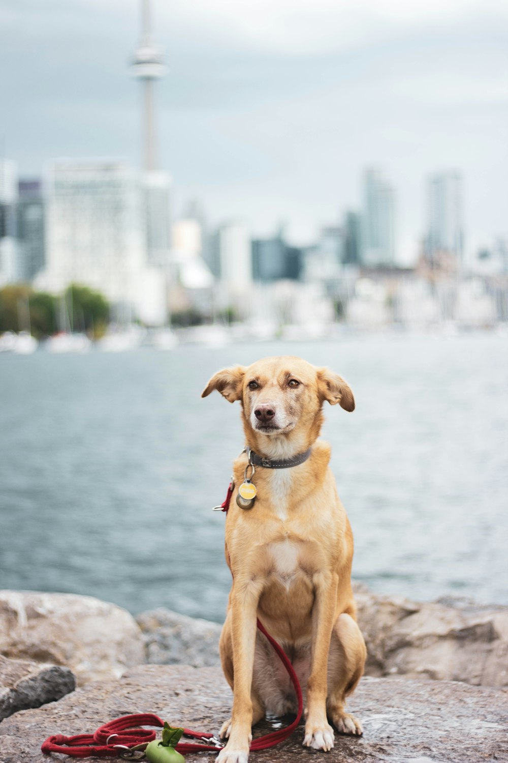 short-haired brown dog facing body of water