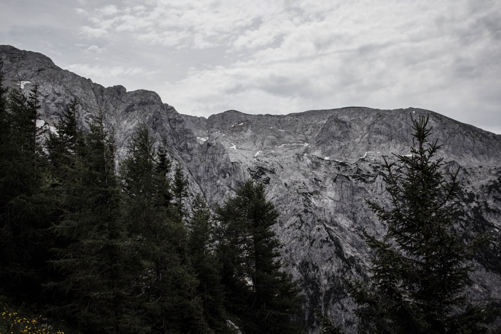 De grands arbres sur le mont