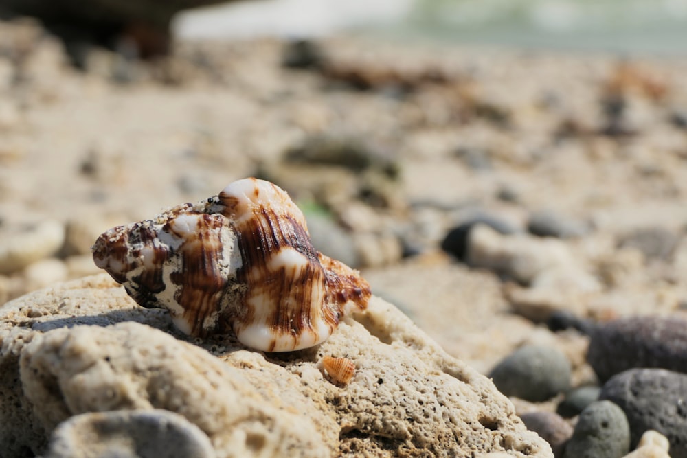 brown and white seashell