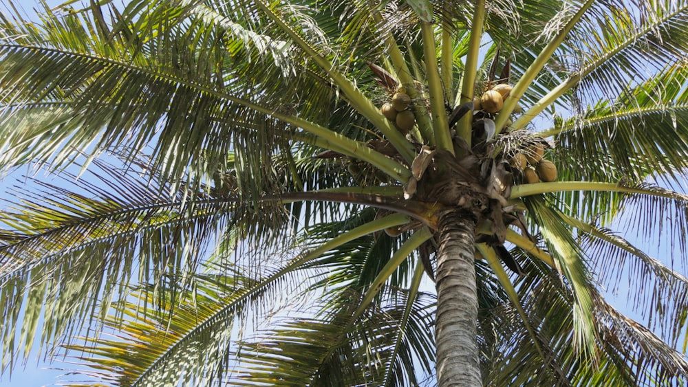 green and black coconut tree close-up photography