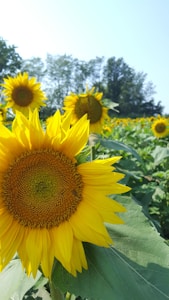 Sunflower Glow