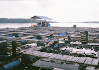 An aquaculture farm is situated on a calm body of water with wooden platforms interspersed with square netted sections. A person wearing a traditional Asian conical hat is seated on one of the platforms, possibly engaged in farm work. Stacks of trays or containers are visible, likely used for cultivating aquatic organisms. In the background, there is a small structure with a blue roof and a partially visible forest across the water.