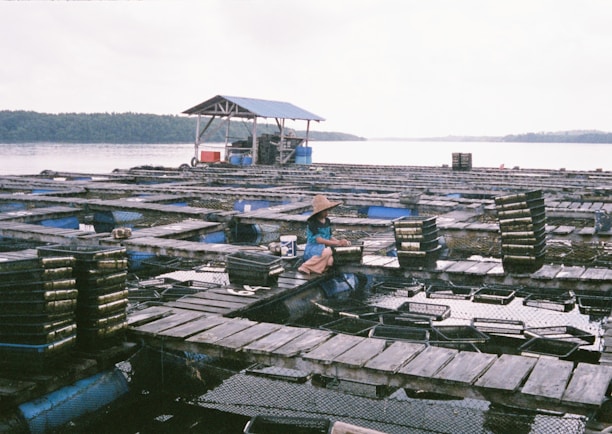 An aquaculture farm is situated on a calm body of water with wooden platforms interspersed with square netted sections. A person wearing a traditional Asian conical hat is seated on one of the platforms, possibly engaged in farm work. Stacks of trays or containers are visible, likely used for cultivating aquatic organisms. In the background, there is a small structure with a blue roof and a partially visible forest across the water.