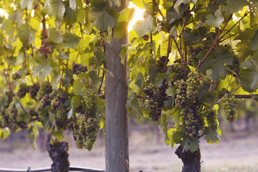 grapes hanging on tree