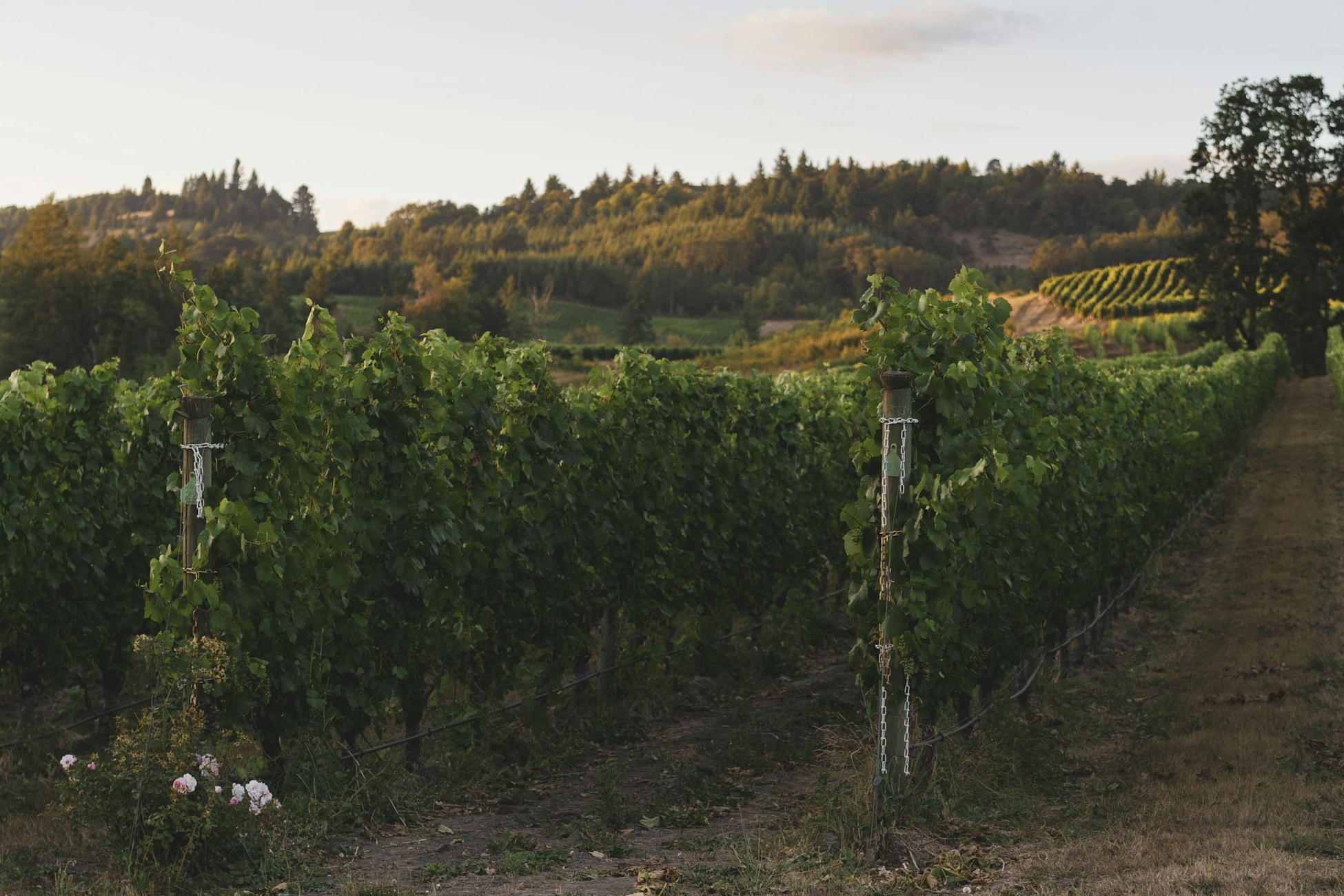 A vineyard in Oregon (Dan Meyers via Unsplash)