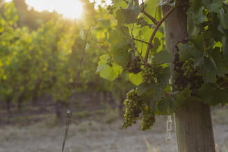 A rustic vineyard in Tuscany bathed in golden afternoon light