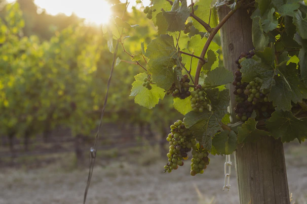 A rustic vineyard in Tuscany bathed in golden afternoon light