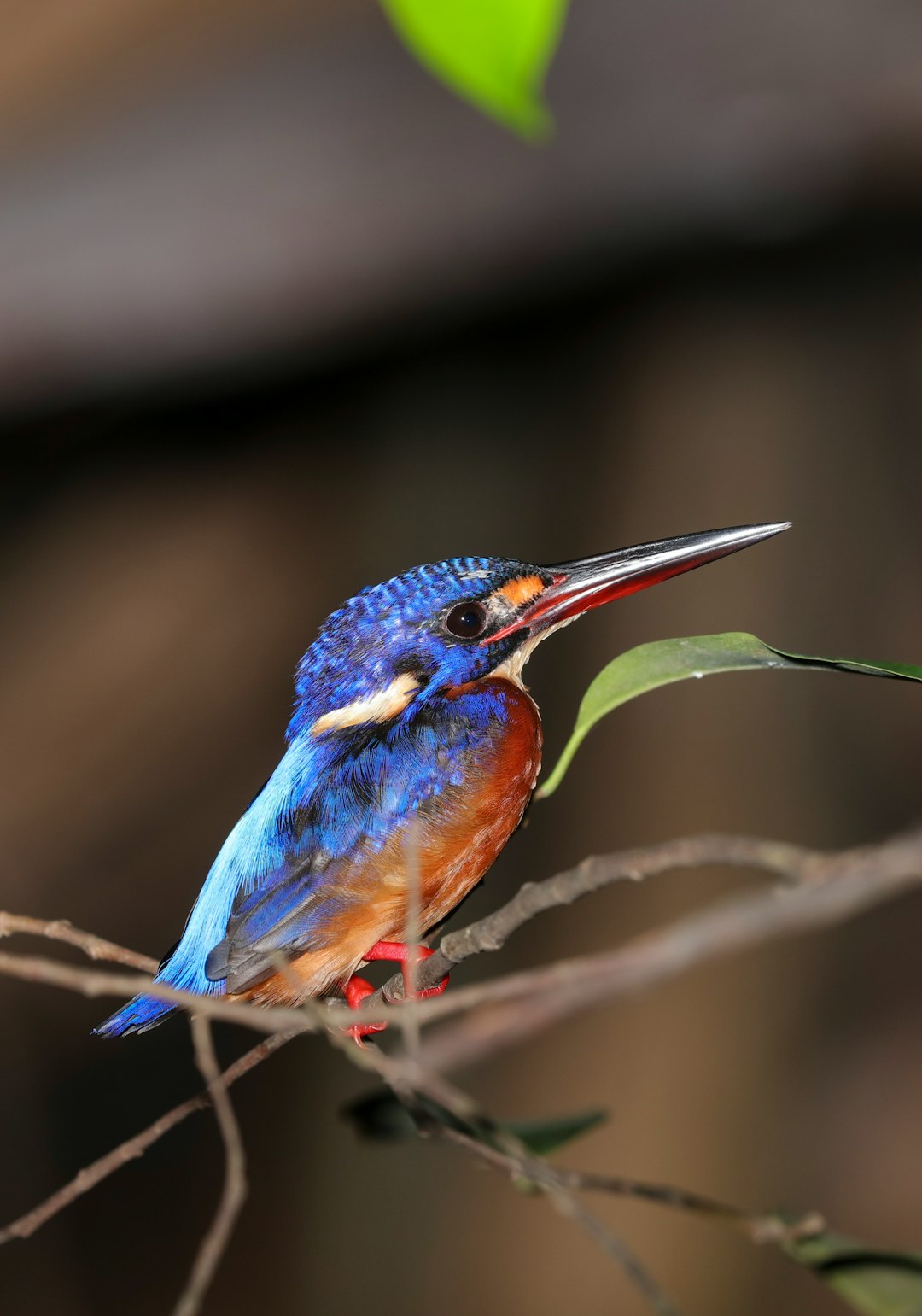 red and blue bird